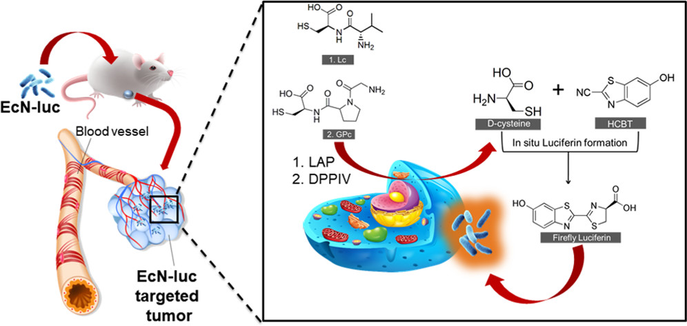 ac1c00093_0009.jpg ac1c00093_0009.jpg